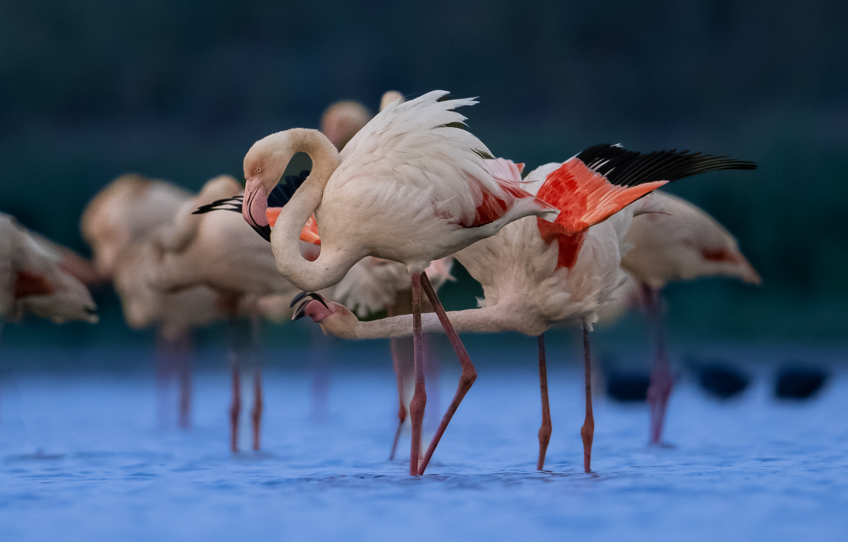 Flamingos